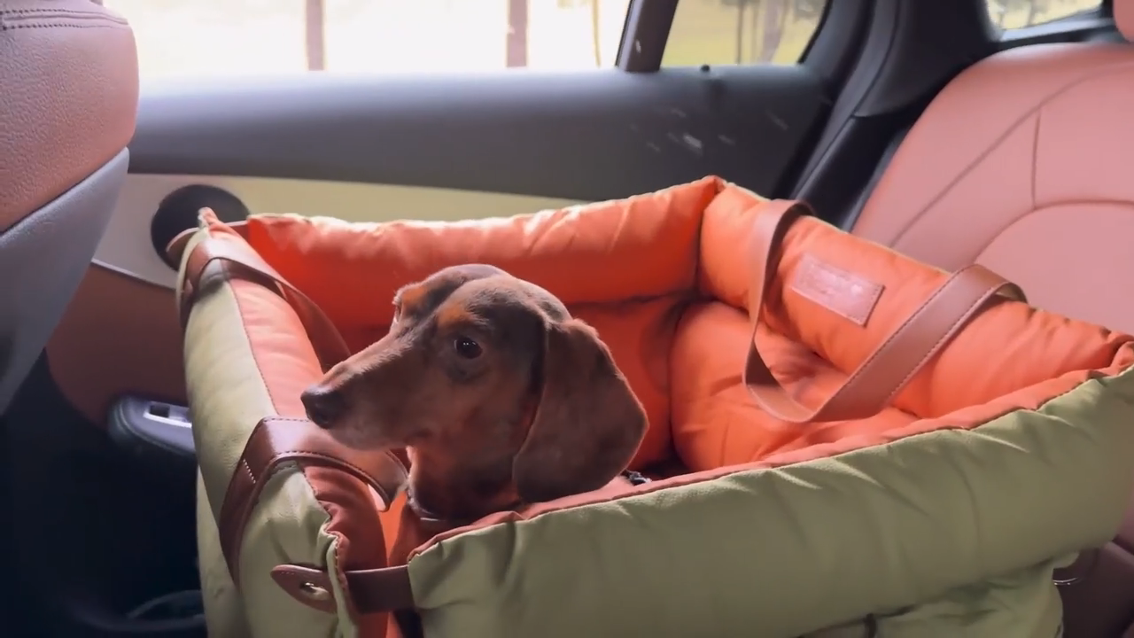 Dog-Car-Seat-Med-Small-Funny-Fuzzy-car.png