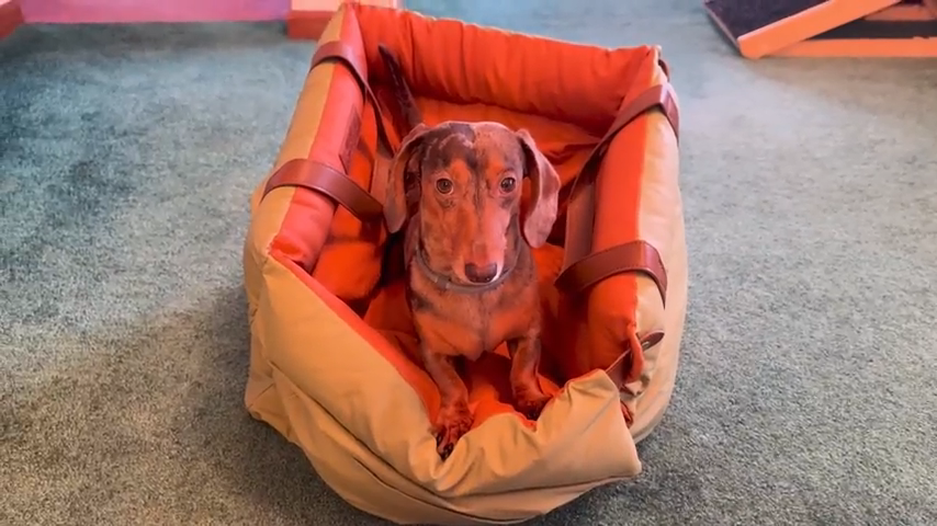 Dog-Car-Seat-Small-Med-Funny-Fuzzy.png
