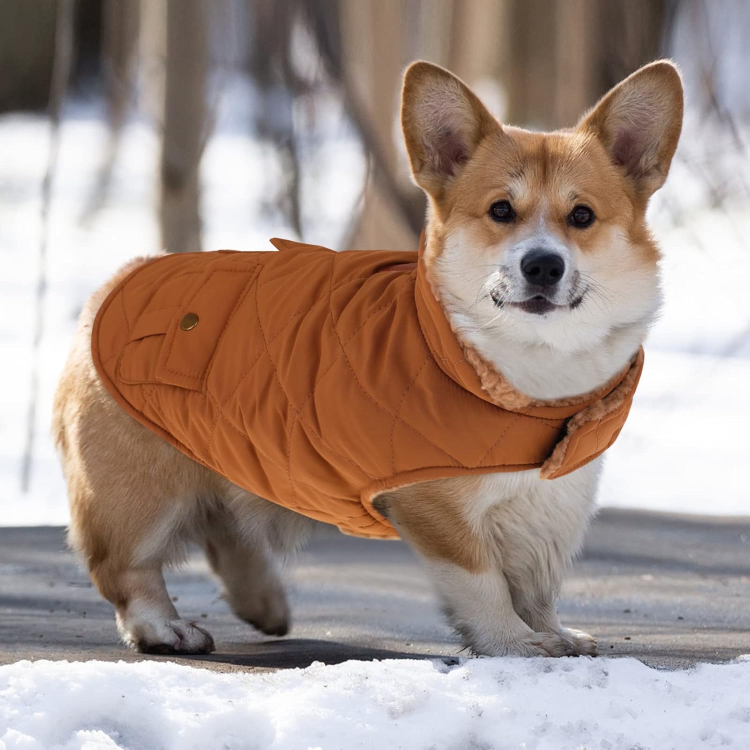 Queenmore-coat-small-6.jpg